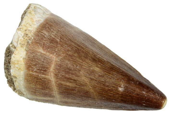 Fossil Mosasaur (Prognathodon) Tooth - Morocco #249643